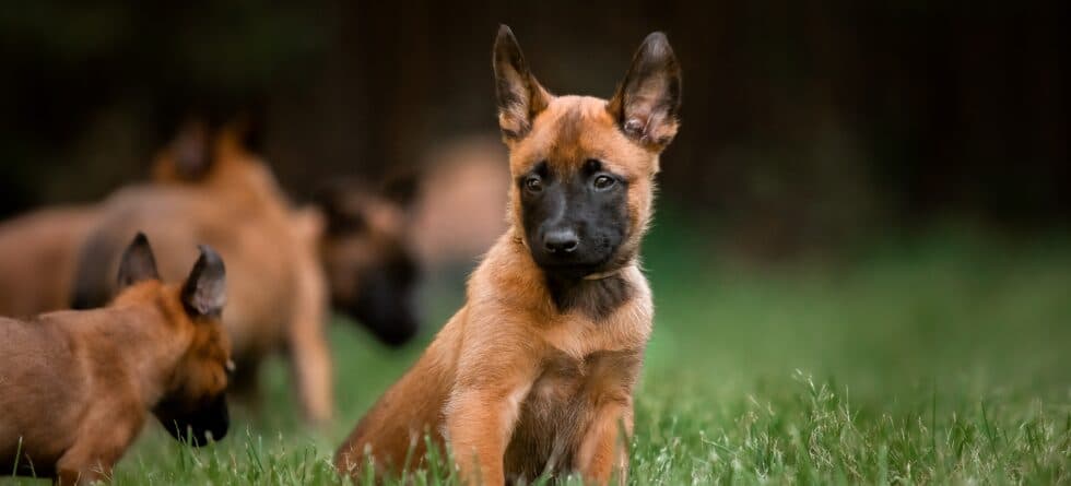 Will Breeders Offer Refunds For Returned Puppies?
