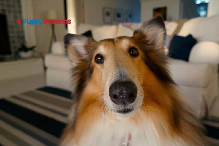 Dog Grooming for Shedding: Tools, Techniques, & Breed-Specific Tips for a Cleaner Home