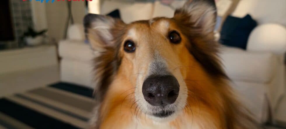 Dog Grooming for Shedding: Tools, Techniques, & Breed-Specific Tips for a Cleaner Home