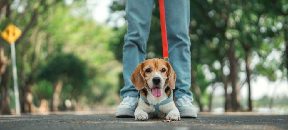 Are Beagles Intelligent?