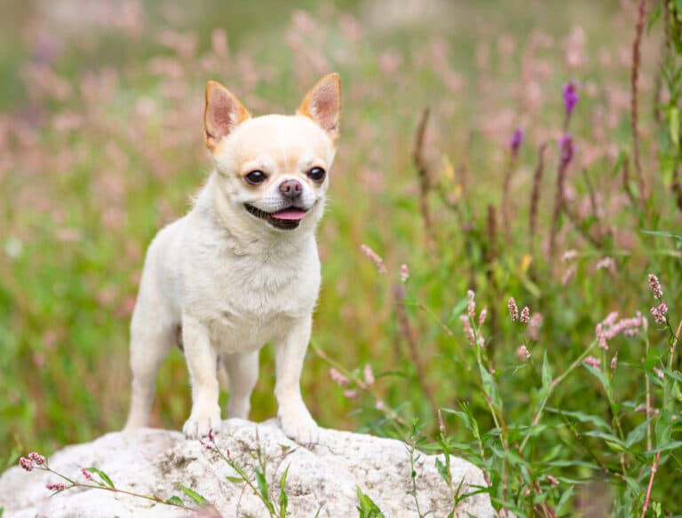 Are Chihuahuas High Maintenance?