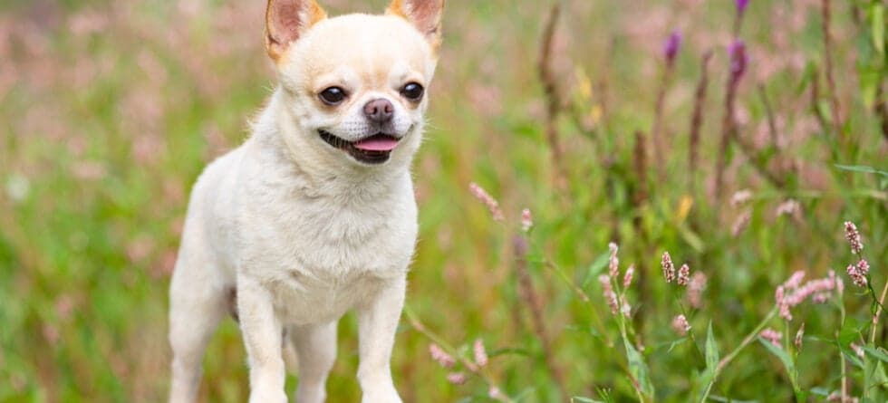 Are Chihuahuas High Maintenance?