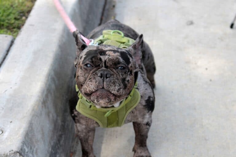 Are French Bulldogs Friendly?