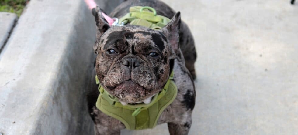 Are French Bulldogs Friendly?