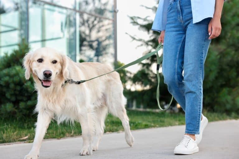 Are Golden Retrievers Prone To Anxiety?