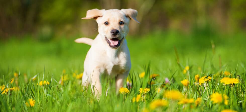 Are Labs The Friendliest Dogs?