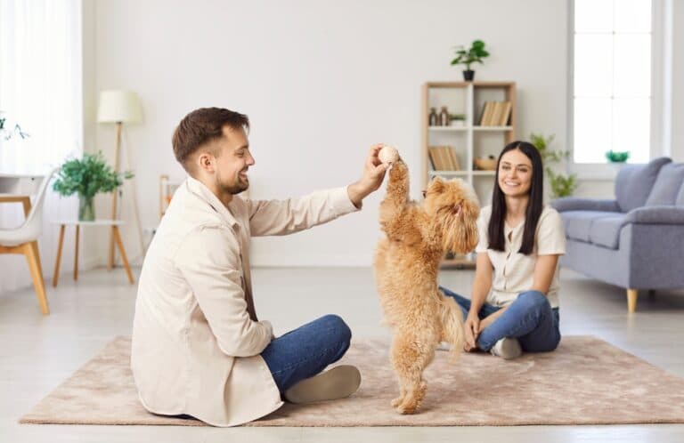 Are Poodles Intelligent?