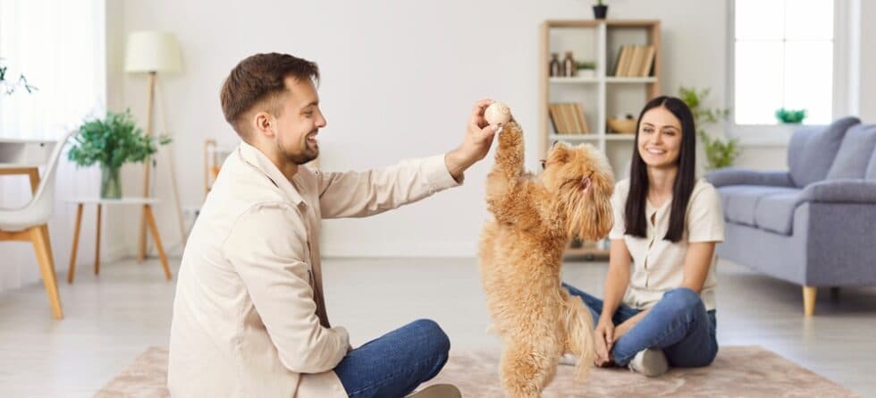 Are Poodles Intelligent?
