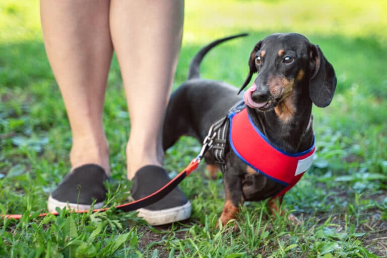 Can A Dachshund Protect You?