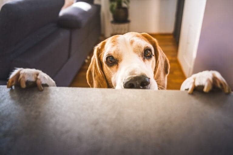 Can Beagles Become Aggressive?