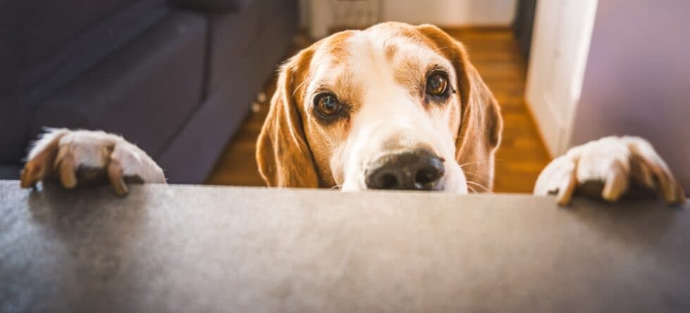 Can Beagles Become Aggressive?