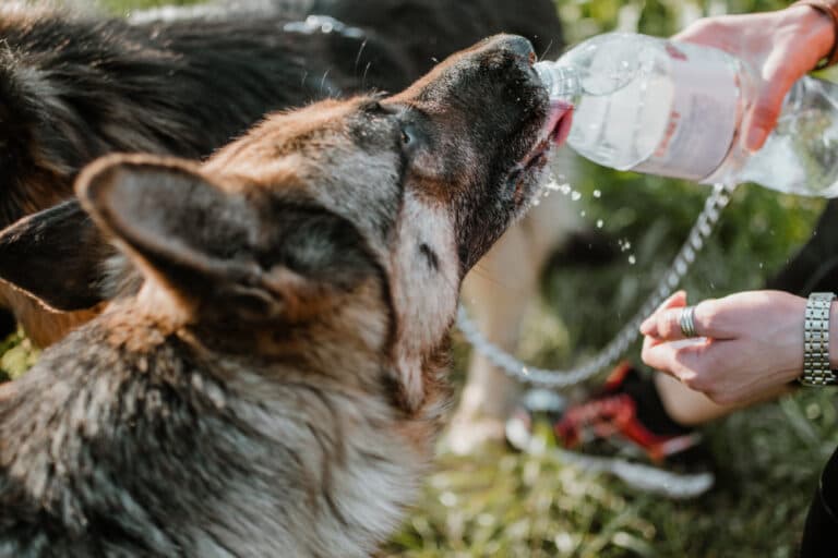 Can German Shepherds Drink Too Much Water?
