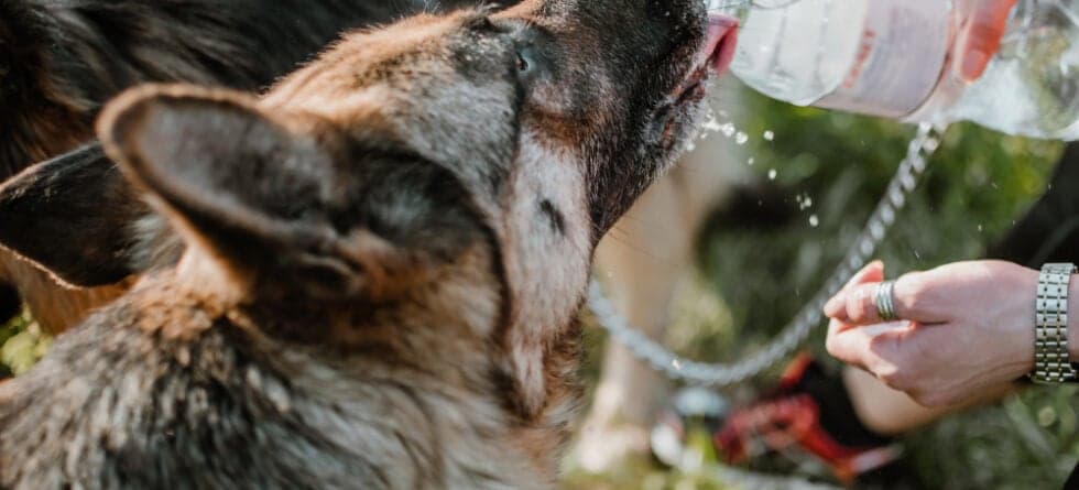 Can German Shepherds Drink Too Much Water?