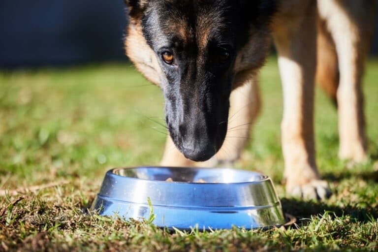 Can German Shepherds Eat Eggs Everyday?