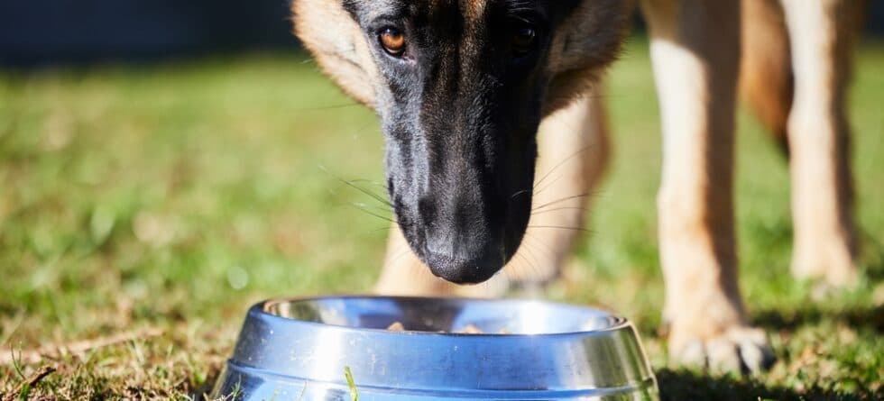 Can German Shepherds Eat Eggs Everyday?