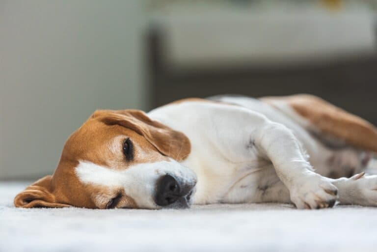Do Beagles Hate Being Alone?