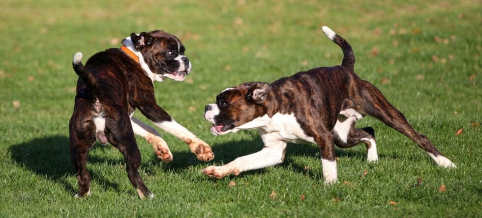 Do Boxers Need A Lot Of Exercise?