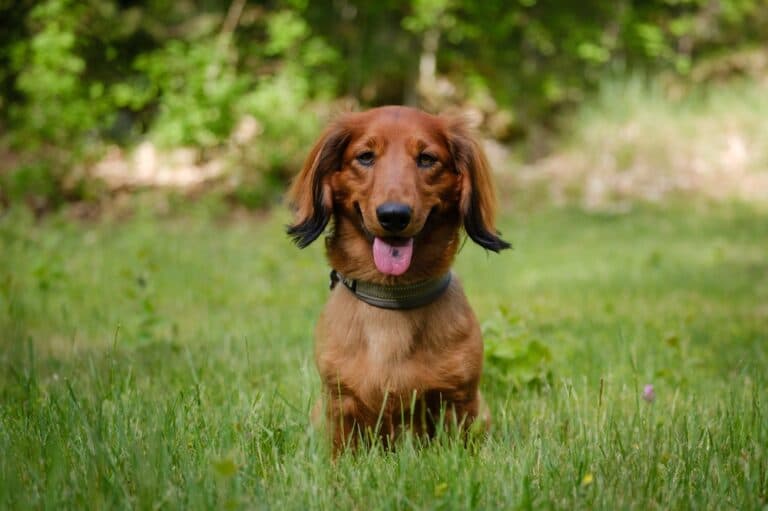Do Dachshunds Have Behavior Problems?