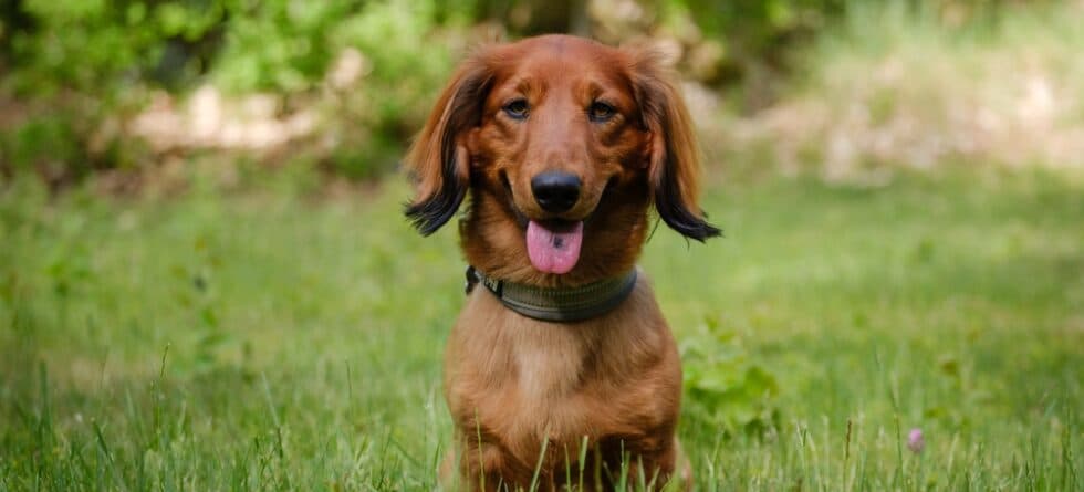 Do Dachshunds Have Behavior Problems?