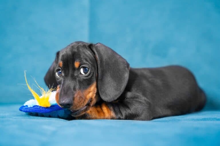 Do Dachshunds Have High Anxiety?