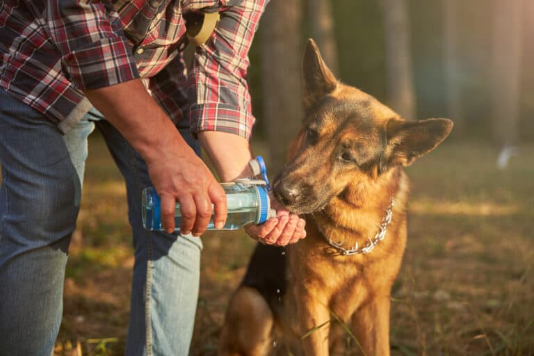 Do German Shepherds Like Water?
