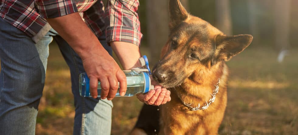 Do German Shepherds Like Water?