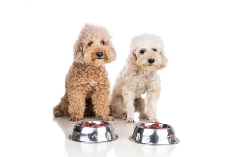 Do Poodles Need A Lot Of Food?