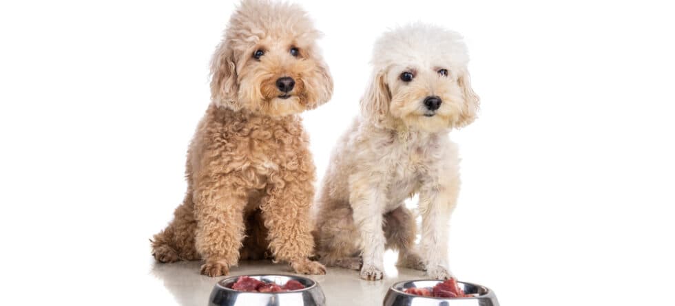 Do Poodles Need A Lot Of Food?