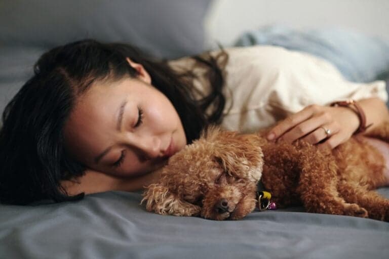 Do Poodles Sleep A Lot?