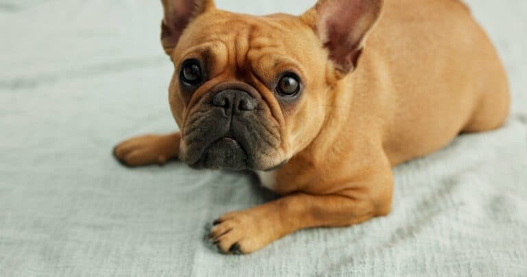 How Can You Tell If Your French Bulldog Is Not Feeling Well?