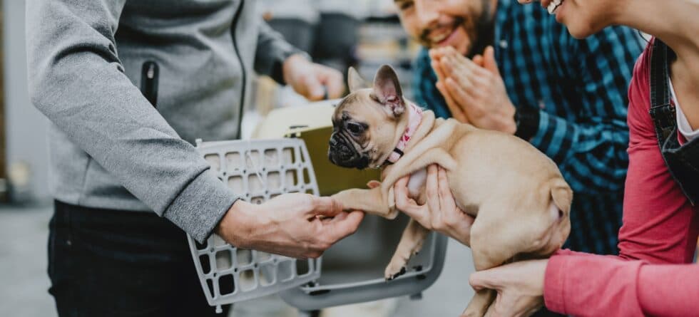 How Can You Verify If A Breeder Is Legitimate?