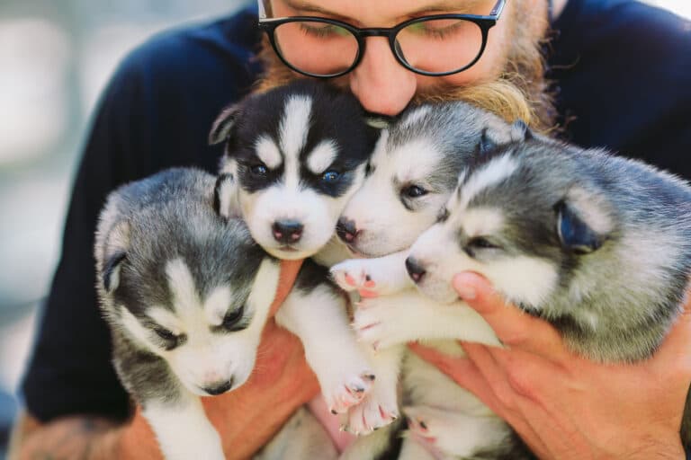 How Do You Know If A Breeder Is Reputable?
