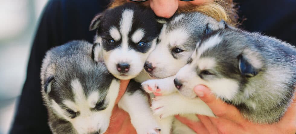 How Do You Know If A Breeder Is Reputable?