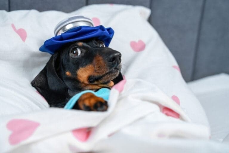 How Do You Know If Your Dachshund Is Happy?