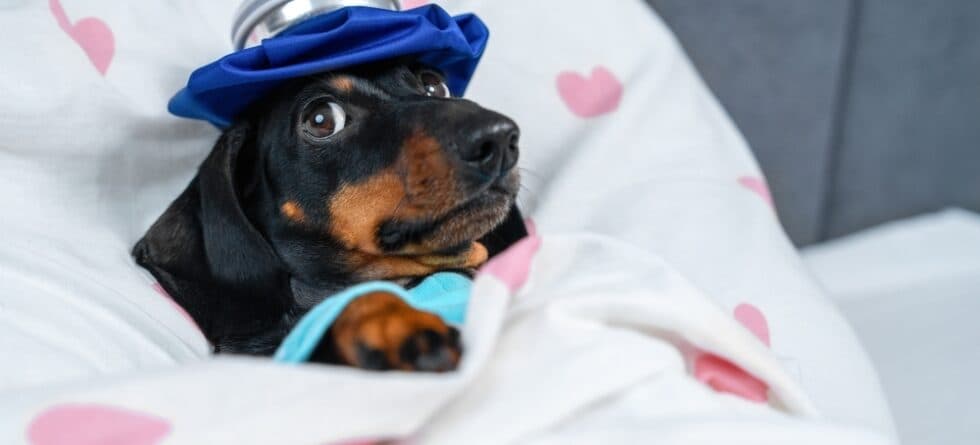 How Do You Know If Your Dachshund Is Happy?