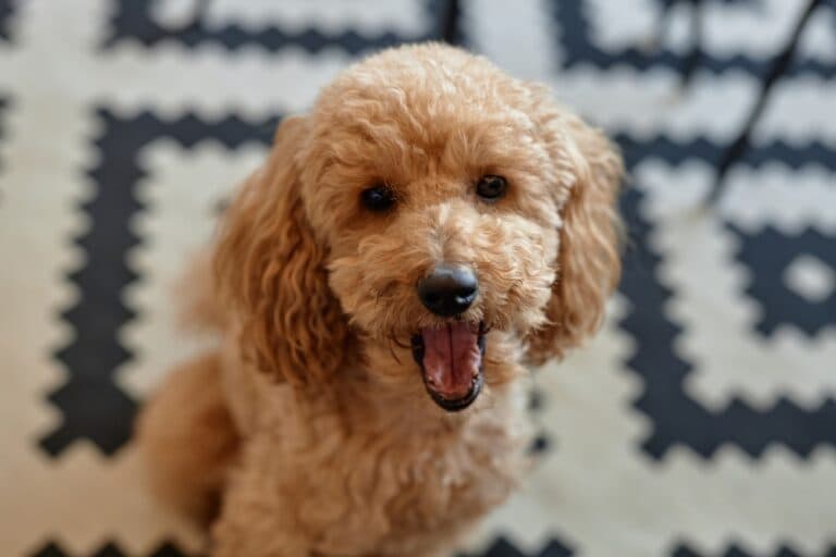 How Do You Teach A Poodle To Smile?