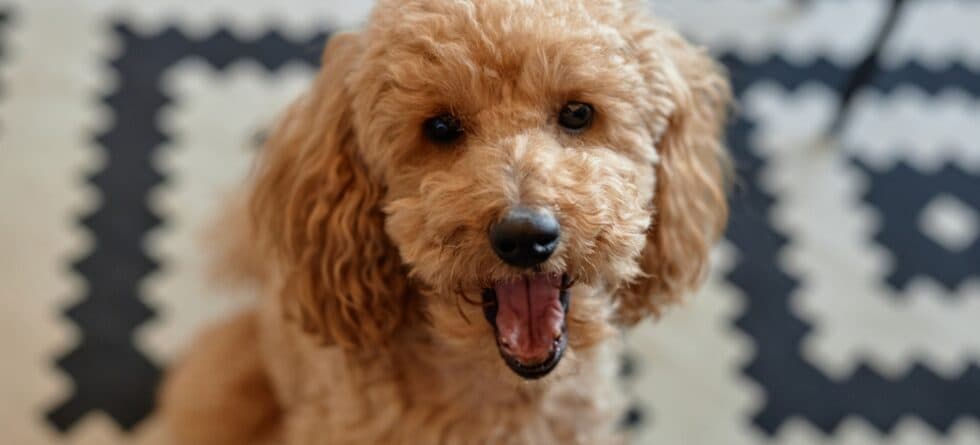 How Do You Teach A Poodle To Smile?