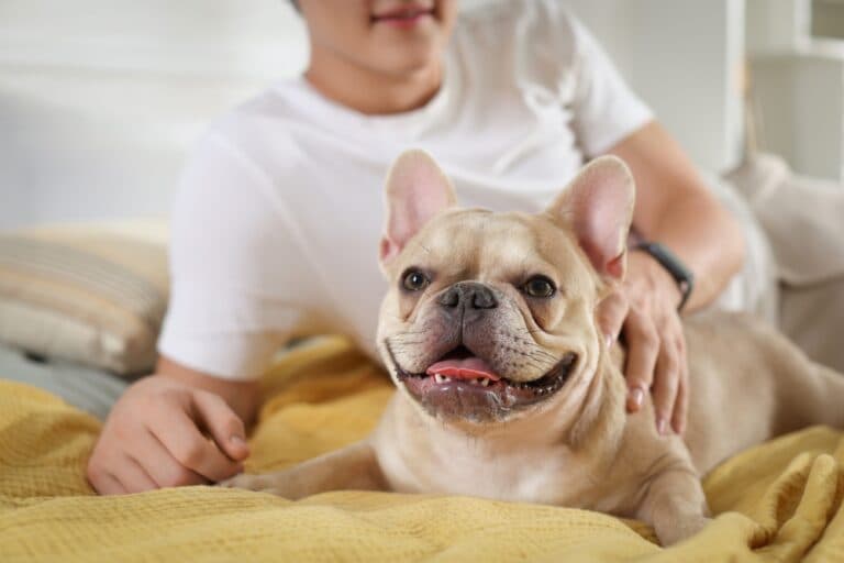 How Long Do French Bulldogs Love?