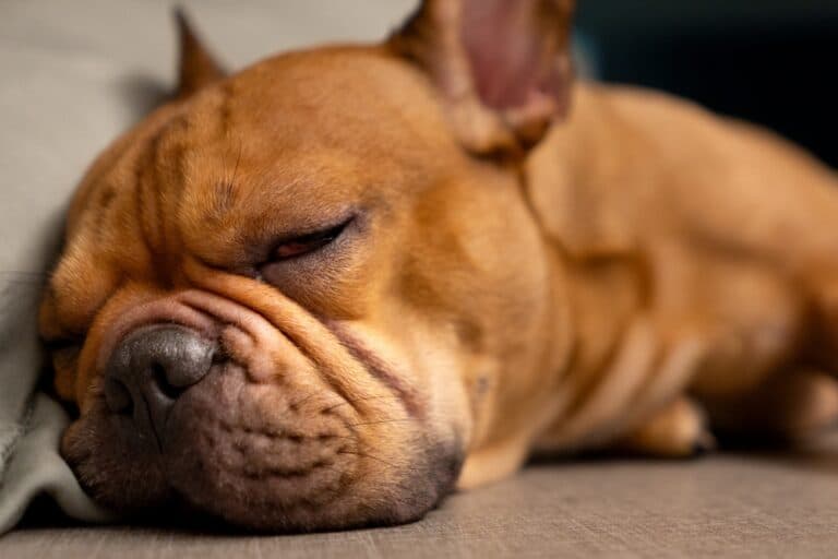 How Long Do Frenchies Need To Sleep?