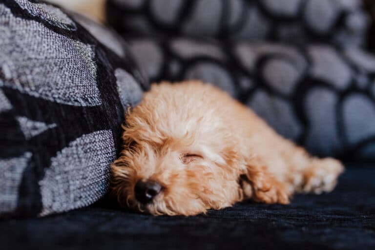 How Many Hours Do Poodles Sleep?