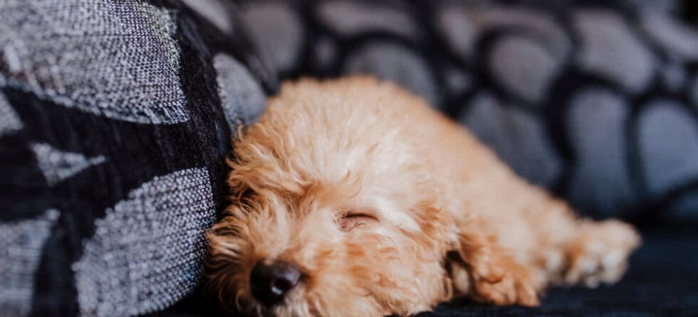 How Many Hours Do Poodles Sleep?
