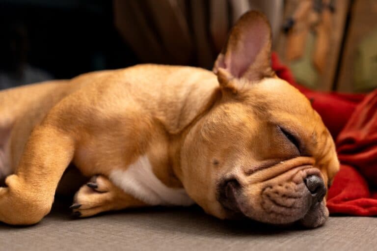 How Often Should Frenchies Sleep?