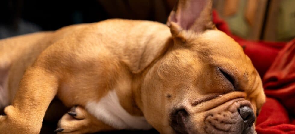 How Often Should Frenchies Sleep?