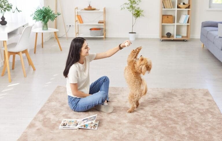 How To Bond With A Poodle?