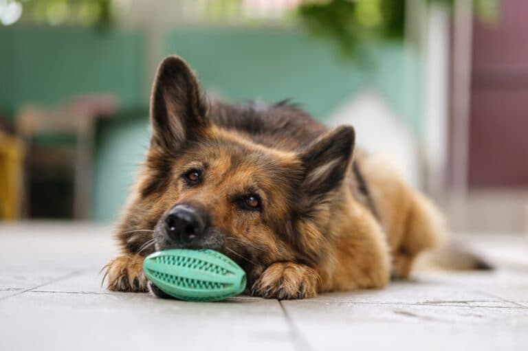 How To Calm A German Shepherd?