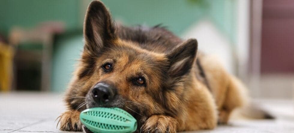 How To Calm A German Shepherd?
