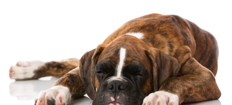How To Calm Down A Boxer Dog?