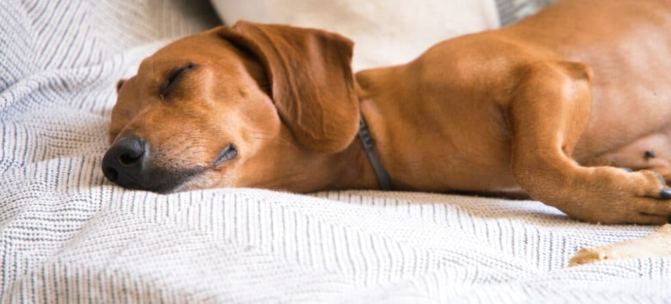 How To Know If A Dachshund Is Cold?