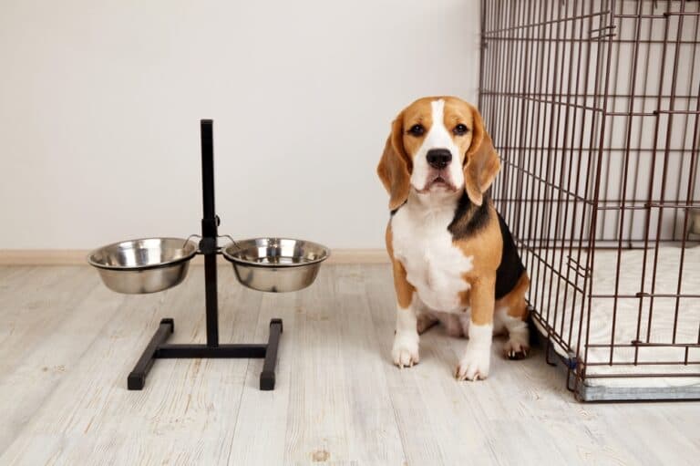 How To Stop A Beagle From Crying?
