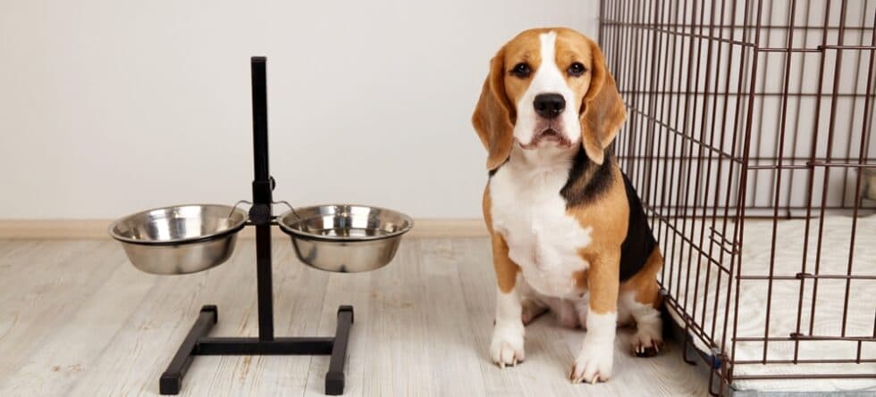 How To Stop A Beagle From Crying?